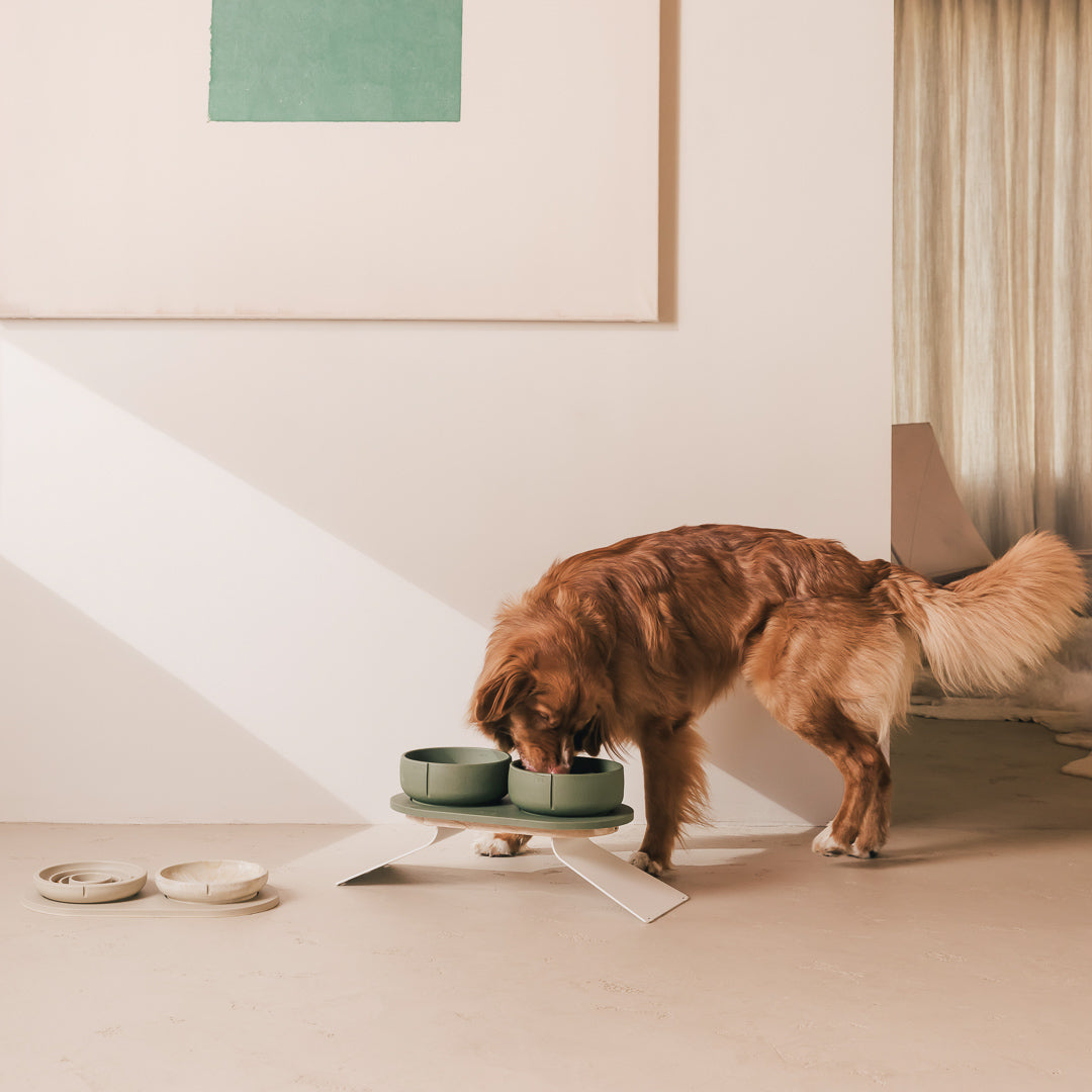 Red-brown dog eating from green bowls on a raised tray extension, spare PINO bowls on the floor nearby