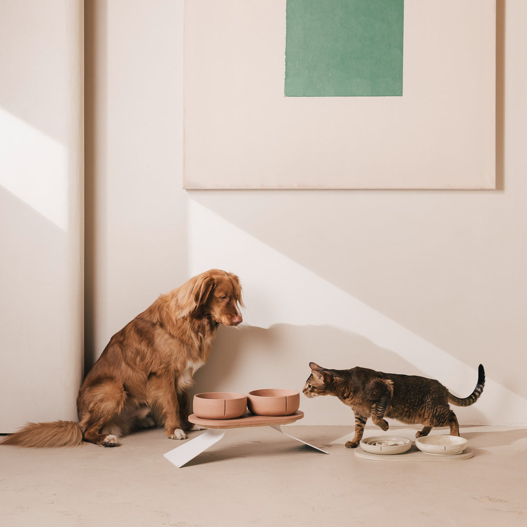 Hond en kat elk bij hun eigen PINO set, de hondenset op een Verhoging voor Plateau