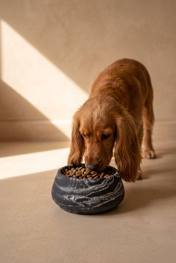 Black Panther Classic Bowl Marble with cocker spaniel