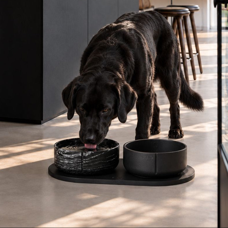 Zwarte labrador met Black Panther set op tray