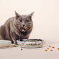 Whisker Friendly Bowls